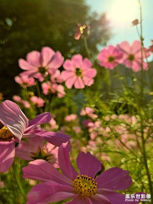 【我眼前的世界】＋秋日花海