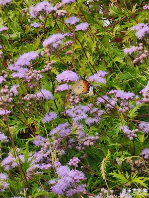 【我眼前的世界】+用心發(fā)現(xiàn)美