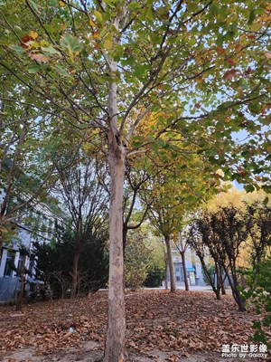 【生活禮贊】 深秋隨拍