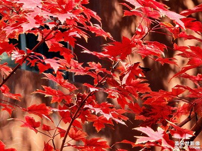 【生活禮贊】+ 秋天的楓葉