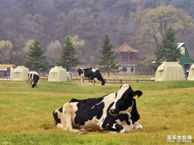 Fold 6遇見美麗動物園