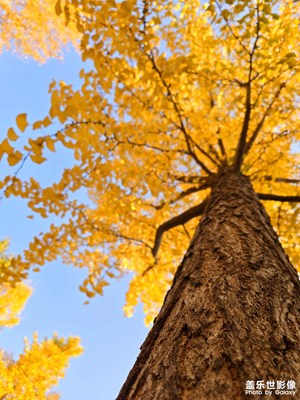 【秋冬時光】秋黃