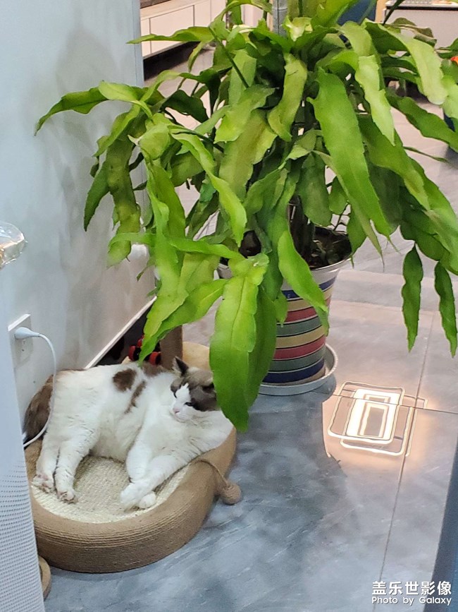 貓咪