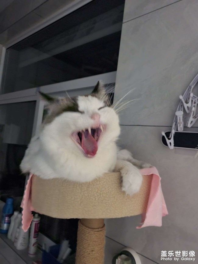 貓咪