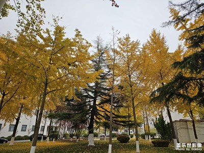 【秋冬時光】+繽紛的樹葉