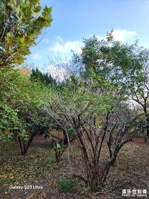 【身邊的風景】 深秋隨拍