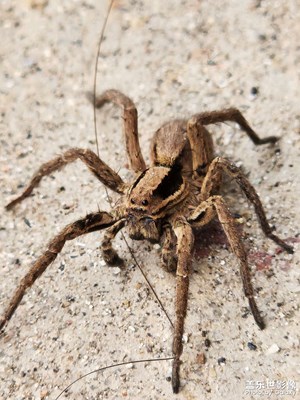 【見微知著】蜘蛛