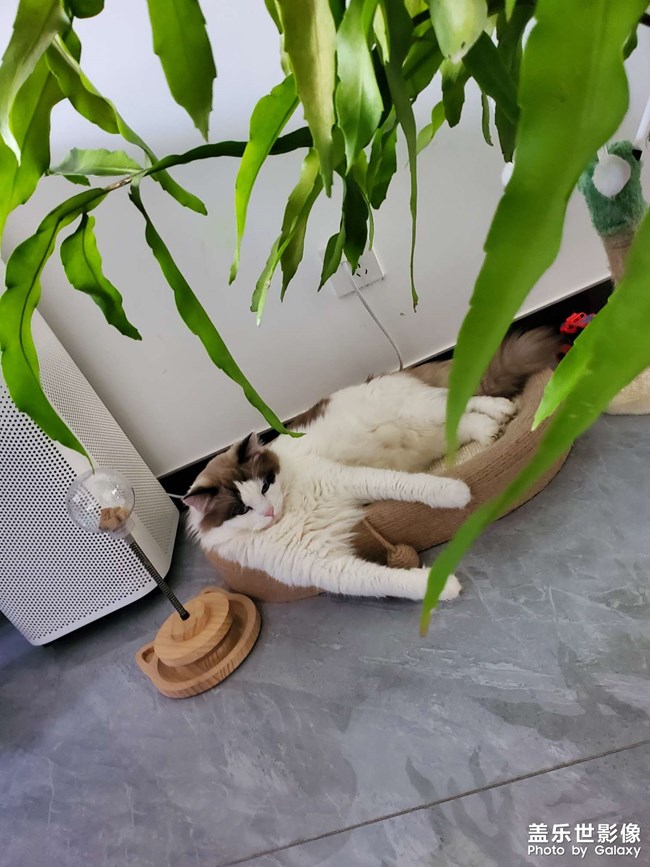 貓咪日常