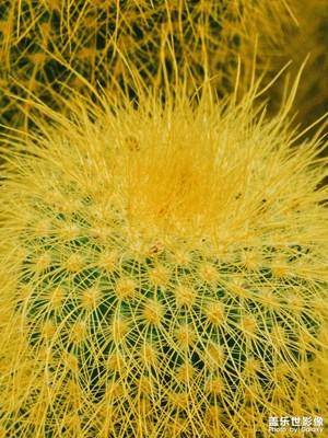【見微知著】遇見仙人掌??