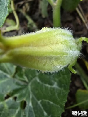 【見微知著】+微距菜花