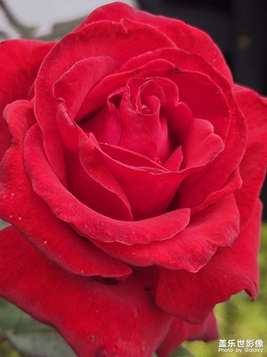 【見微知著】＋綠??與紅??