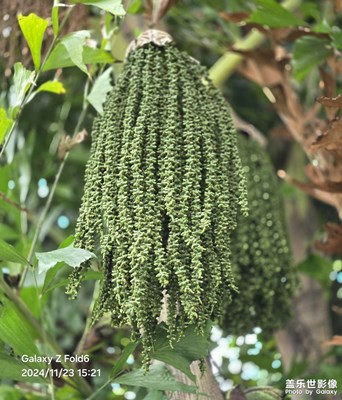 【見微知著】微距下的花花草草