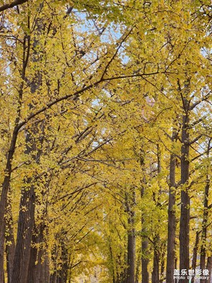 【斑斕蕭瑟】+ 銀杏的落寞