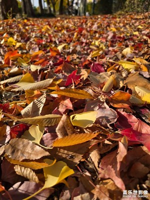 【斑斕蕭瑟】+ 秋季楓葉