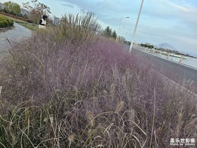 【如影隨形】無名之草