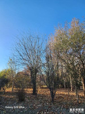 【如影隨形】 深秋隨拍