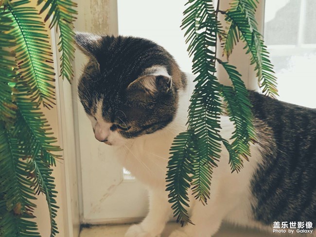 【lucky】貓貓祟祟看風(fēng)景