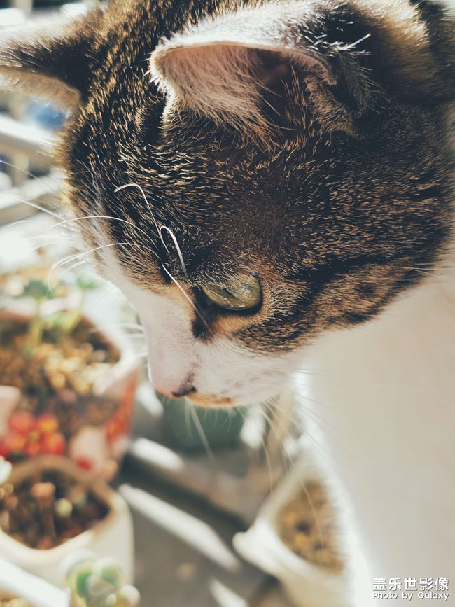 【lucky】貓貓祟祟看風(fēng)景