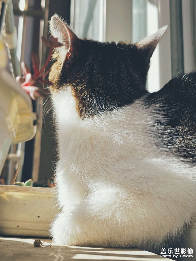 【lucky】貓貓祟祟看風(fēng)景