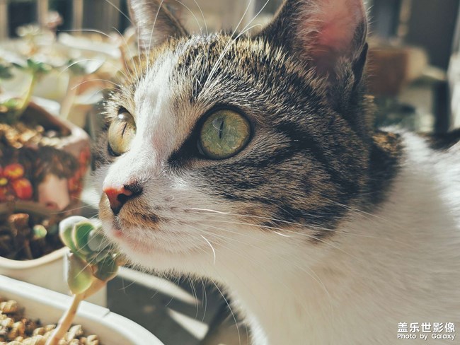 【lucky】貓貓祟祟看風(fēng)景