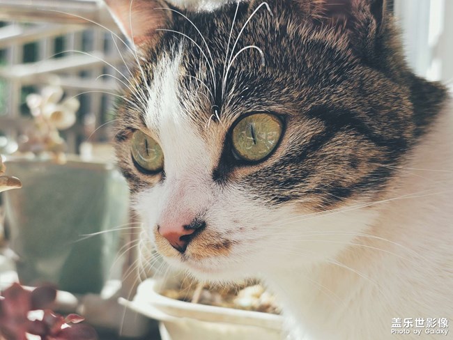 【lucky】貓貓祟祟看風(fēng)景