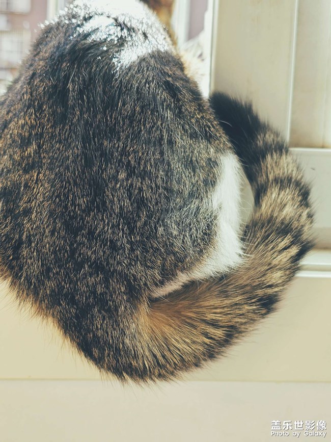 【lucky】貓貓祟祟看風(fēng)景