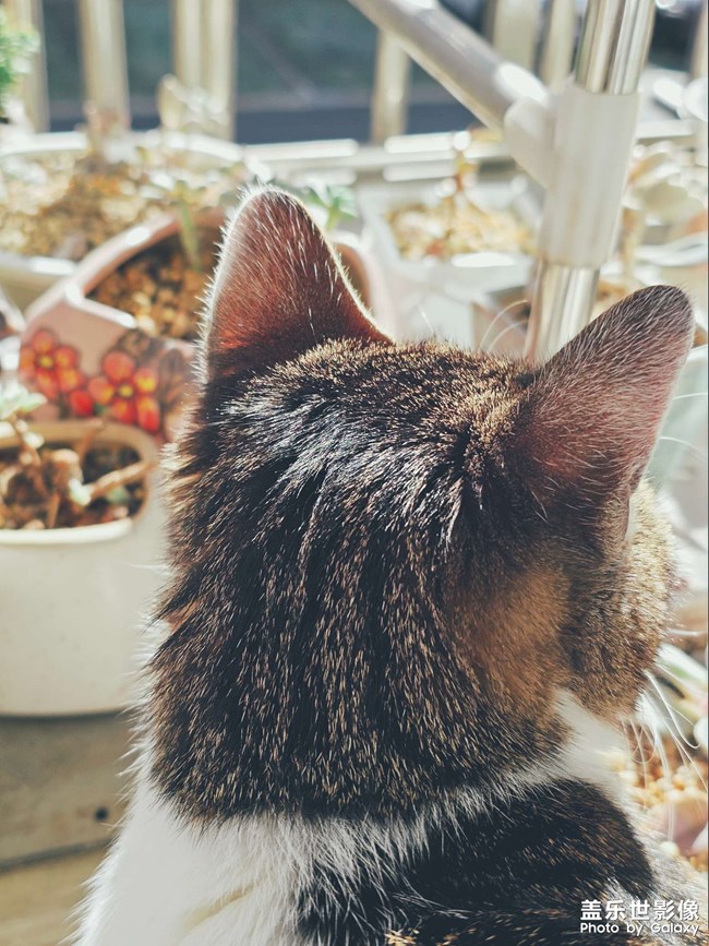 【lucky】貓貓祟祟看風(fēng)景