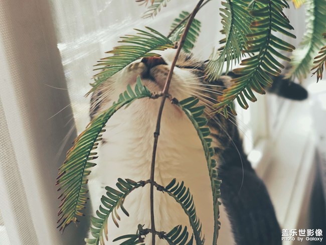 【lucky】貓貓祟祟看風(fēng)景