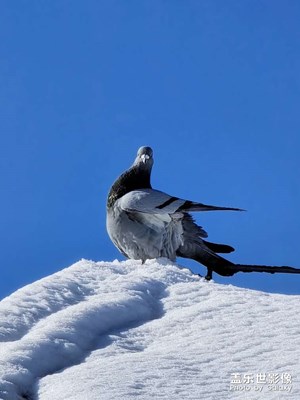 【冬季城市風(fēng)光】+ 冬季的鳥兒