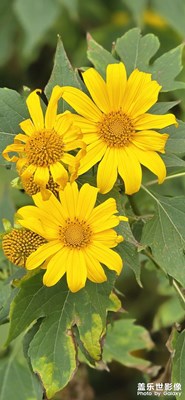 【見(jiàn)微知著】花之語(yǔ)