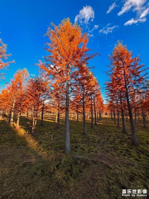 三星Galaxy Z Fold6 ，邀您共賞冬日水杉！