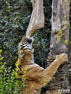 【多元化的世界】百獸之王