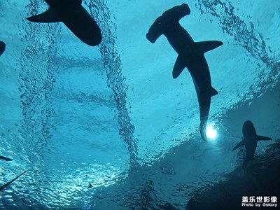 【難忘2024】+難忘瞬間～香港、澳門、新加坡