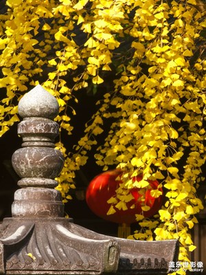 S23Ultra 濃淡總相宜