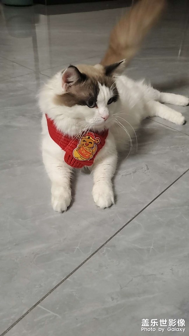 貓咪的新圍巾