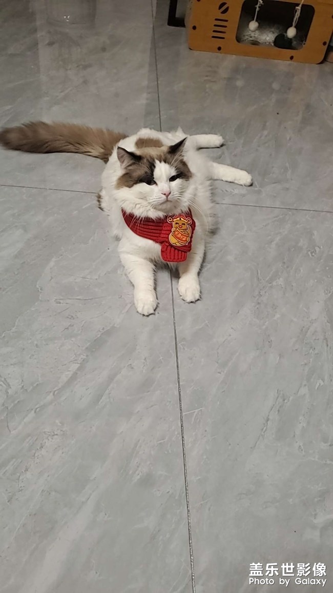 貓咪的新圍巾