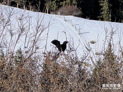 三星手機(jī)可以打鳥。隨手拍了，山里的鳥兒。
