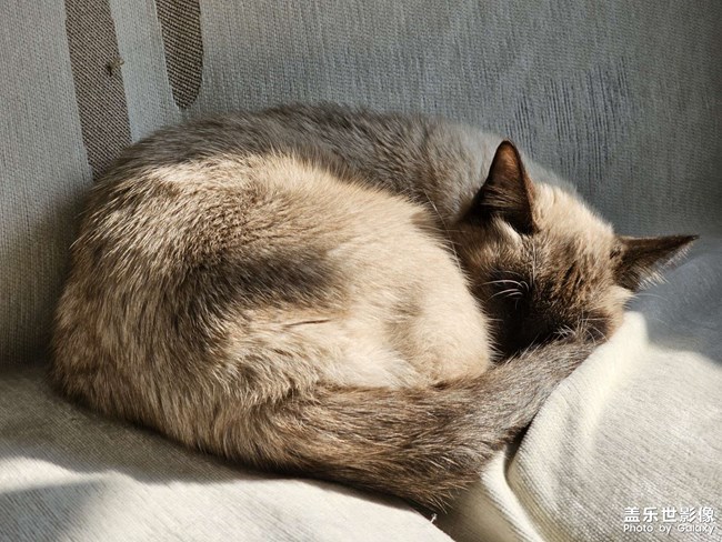 貓貓睡覺??