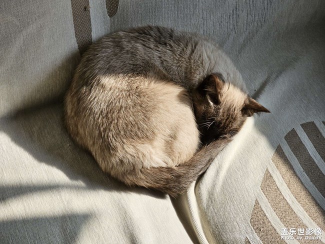 貓貓睡覺??