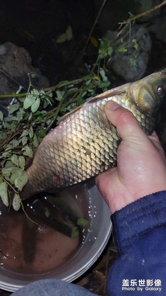 鞋子這么長的大板鯽，大河里