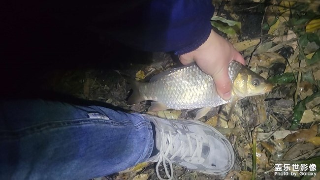 鞋子這么長的大板鯽，大河里
