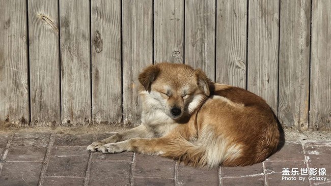 一些拯救世界小伙伴