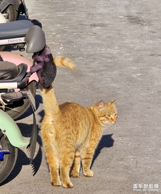 【城市的溫度】+一只叫“學(xué)姐”的橘貓的午后時(shí)光
