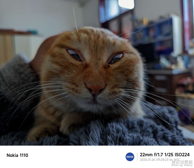 養(yǎng)貓人都是好樣的