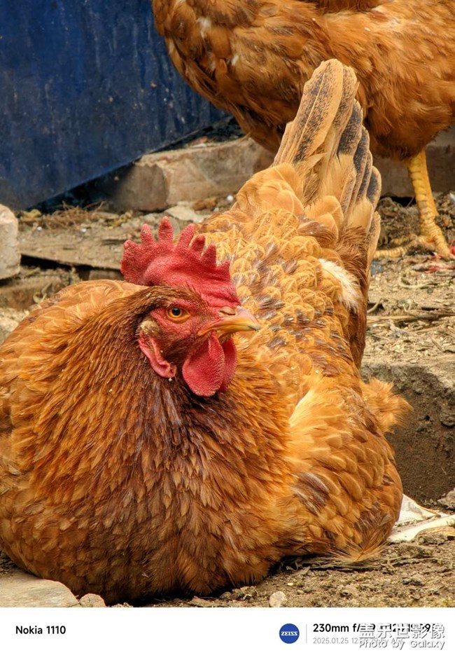 養(yǎng)貓人都是好樣的