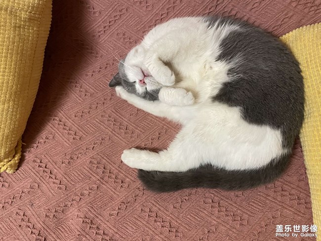 快樂(lè)的小精靈