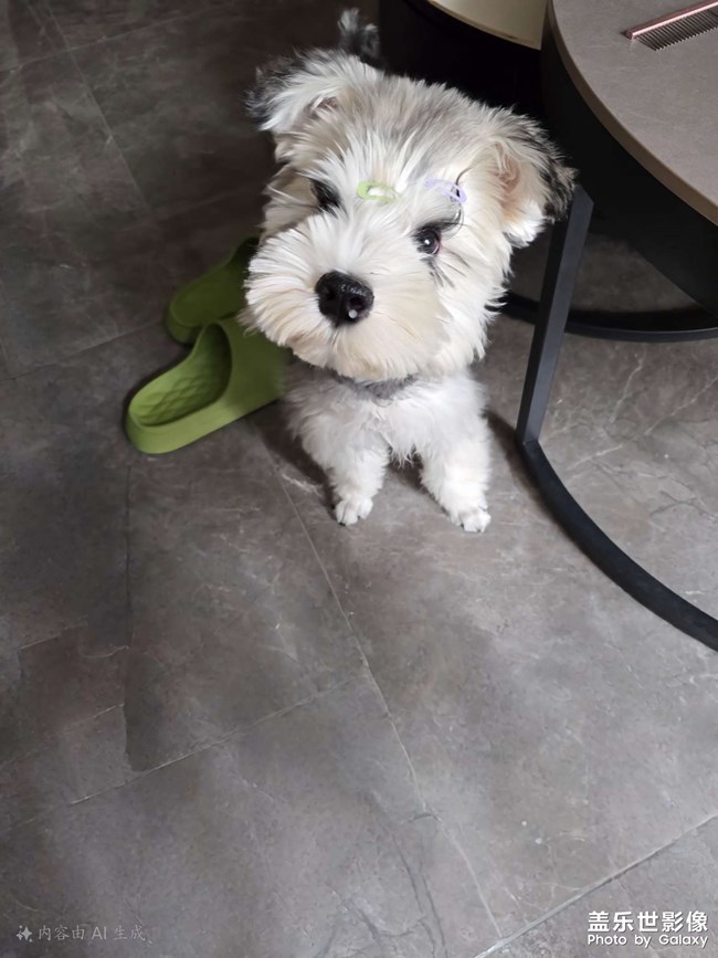 快樂(lè)的小精靈