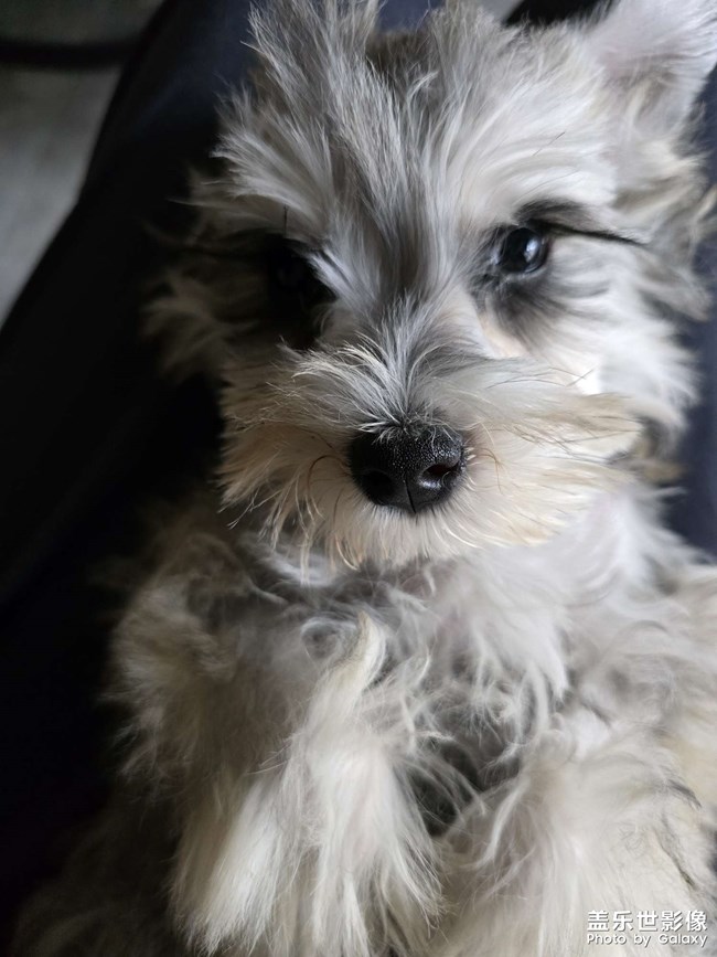 快樂(lè)的小精靈