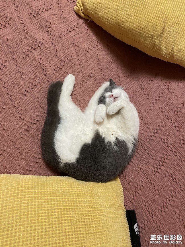 快樂(lè)的小精靈