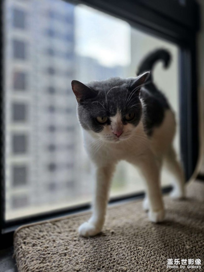 快樂(lè)的小精靈